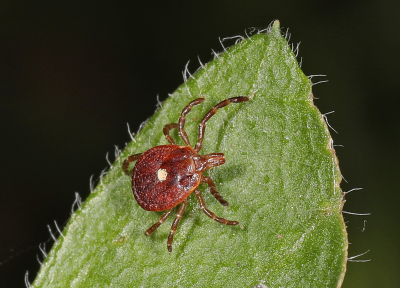 A lone star tick on a leaf