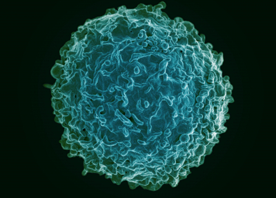 Human B cell