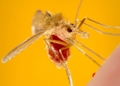 2006
Frank Collins

This photograph depicts a Phlebotomus papatasi sandfly, which had landed atop the skin surface of the photographer, whod volunteered himself as host for this specimens blood meal. The sandflies are members of the Dipteran family, Psychodidae, and the subfamily Phlebitaminae. This specimen had just completed its ingestion of its bloodmeal, which is visible through its distended transparent abdomen. Sandflies such as this P. papatasi, are responsible for the spread of the vector-borne parasitic disease Leishmaniasis, which is caused by the obligate intracellular protozoa of the genus Leishmania.

Leishmaniasis is transmitted by the bite of infected female phlebotomine sandflies, injecting the infective stage (i.e., promastigotes) from their proboscis during blood meals. Promastigotes that reach the puncture wound are phagocytized by macrophages ,and other types of mononuclear phagocytic cells, and inside these cells, transform into the tissue stage of the parasite (i.e., amastigotes), which multiply by simple division and proceed to infect other mononuclear phagocytic cells. Parasite, host, and other factors affect whether the infection becomes symptomatic and whether cutaneous or visceral leishmaniasis results. Sandflies become infected by ingesting infected cells during blood meals. In sandflies, amastigotes transform into promastigotes, develop in the gut, (in the hindgut for leishmanial organisms in the Viannia subgenus; in the midgut for organisms in the Leishmania subgenus), and migrate to the proboscis. See PHIL 3400 for a diagram of this cycle.